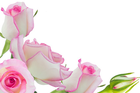 White rose beautiful rose with leaves isolated on white.の写真素材