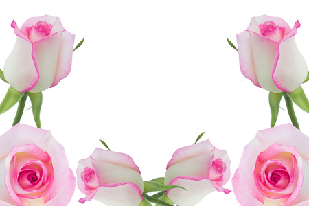 White rose beautiful rose with leaves isolated on white.の写真素材