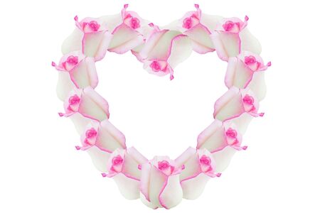 Rose pink flowers of the heartの写真素材