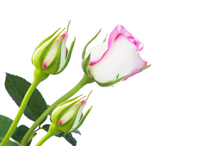 Beautiful pink rose with leaves isolated on whiteの写真素材