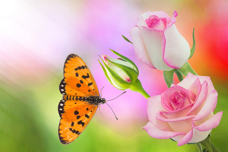 Beautiful pink rose in a gardenの写真素材