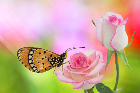 monarch butterfly on rosesの写真素材