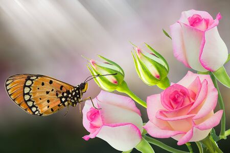 Beautiful pink rose in a gardenの写真素材