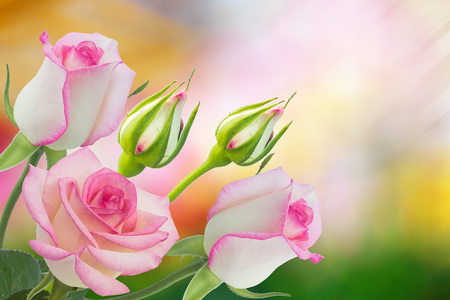 Beautiful pink rose in a gardenの写真素材