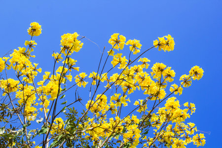 Silver Trumpet Tree on blue sky backgroundの写真素材
