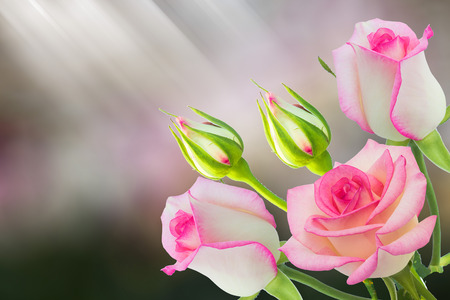 Beautiful pink rose in a gardenの写真素材