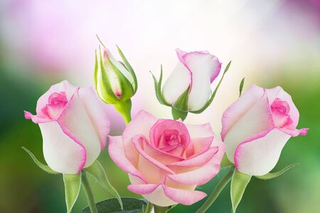 Beautiful pink rose in a gardenの写真素材