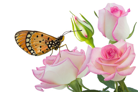White roses and butterflies on a white background.の写真素材