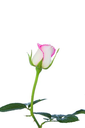 White rose beautiful rose with leaves isolated on white.の写真素材