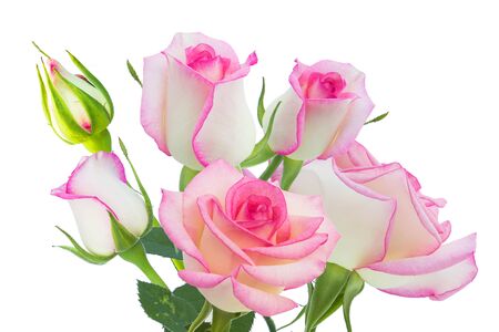 White rose beautiful rose with leaves isolated on white.の写真素材