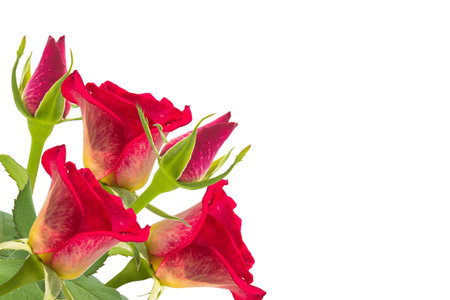 Bouquet of red roses on white backgroundの写真素材