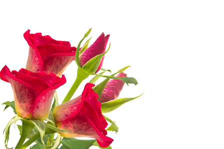 Bouquet of red roses on white backgroundの写真素材