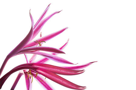 Giant spider lily isolated on whiteの写真素材