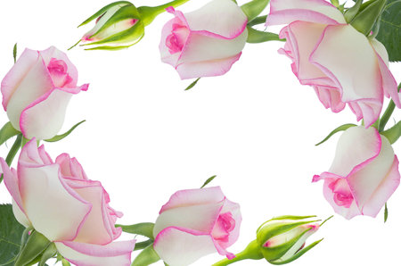 Beautiful pink rose rose with leaves isolated on white.の写真素材