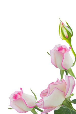 Beautiful pink rose rose with leaves isolated on white.の写真素材