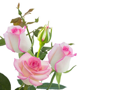 White rose beautiful rose with leaves isolated on white.の写真素材