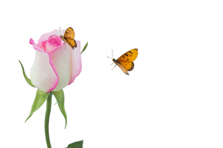Roses with butterflies on white backgroundの写真素材