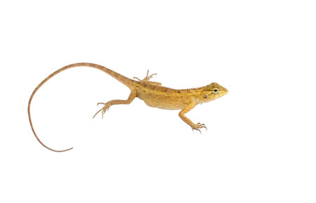 chameleon isolated on white backgroundの写真素材