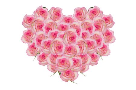 Rose pink flowers of the heartの写真素材