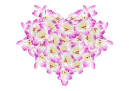 Purple orchid on white backgroundの写真素材