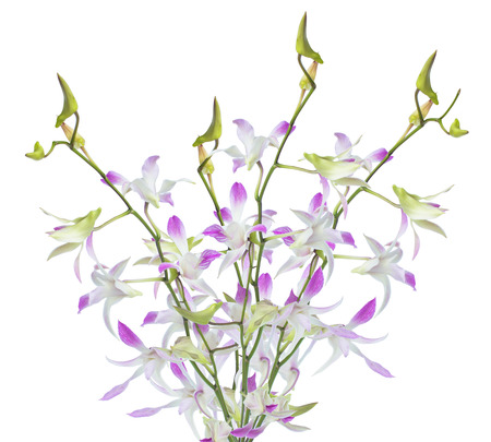 white orchid isolated on white backgroundの写真素材