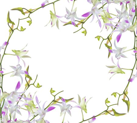 Purple orchid on white backgroundの写真素材