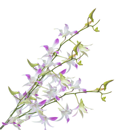 white orchid isolated on white backgroundの写真素材