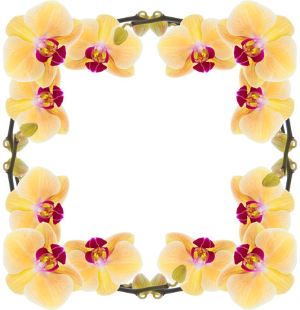 Yellow orchid on a white backgroundの写真素材