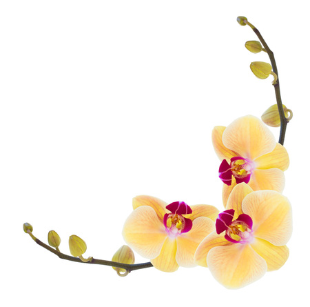 Yellow orchid on a white backgroundの写真素材