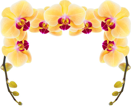 Yellow orchid on a white backgroundの写真素材