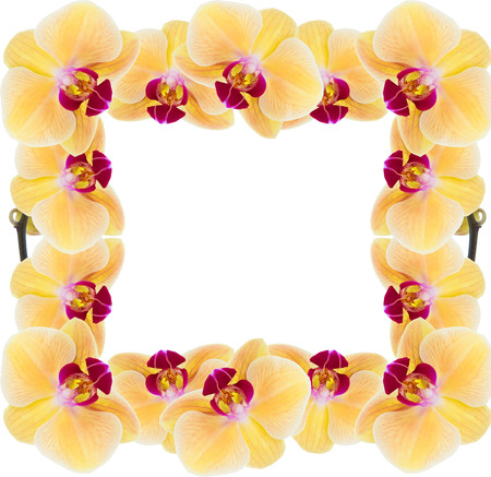 Yellow orchid on a white backgroundの写真素材