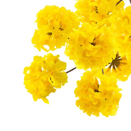 yellow flowers bloom in spring isolated on white backgroundの写真素材