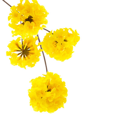 yellow flowers bloom in spring isolated on white backgroundの写真素材