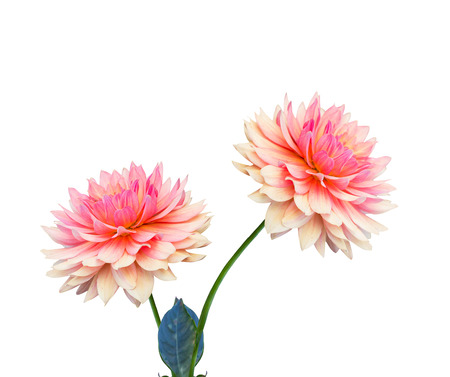 Pink dahlia isolated on white backgroundの写真素材