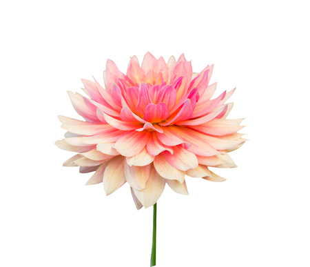 Pink dahlia isolated on white backgroundの写真素材