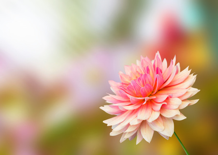 Colorful dahlia flowerの写真素材