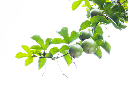 Passion fruitの写真素材