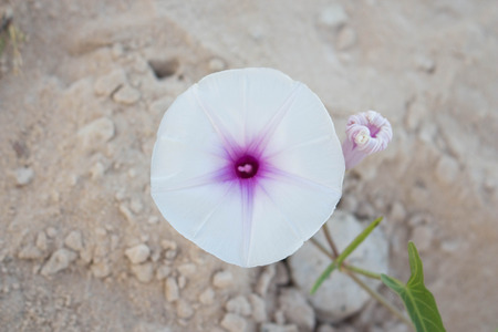Pure flower of morning gloryの写真素材