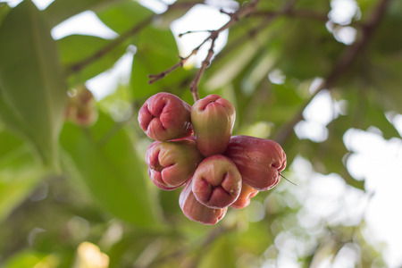 Rose malon on treeの写真素材