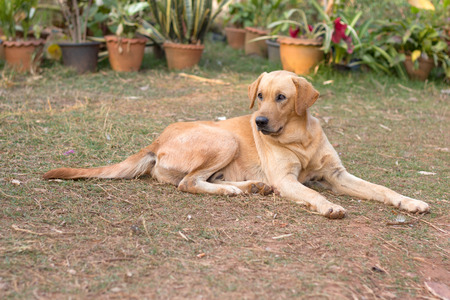 brown dogの写真素材