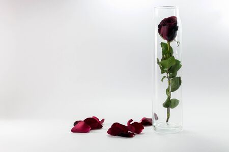 Red rose in glassの写真素材