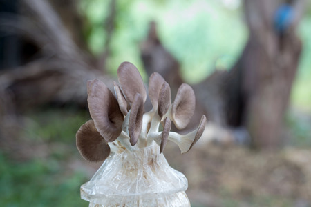 Indian Oyster Phoenix Mushroomの写真素材