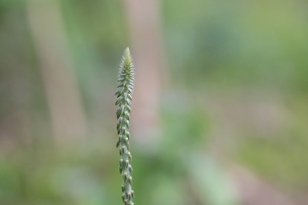 grass flowers background texture