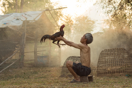 The man with cock fighting Is a way of life in the popular East. And current Gamecock sports are very popular. Make Money with fixation on fighting sports.の写真素材