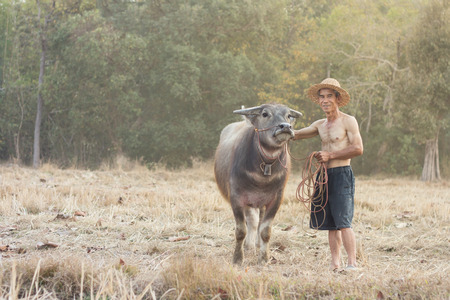 Buffalo Thailand farmers are crucial to a very long time. Because buffalo to plow rice to eat. The animals used to pull carts.の写真素材