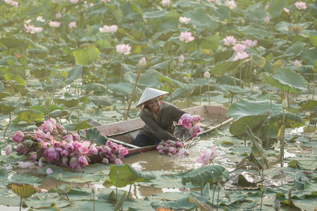 Woman holds a lotus flower in the garden ,The living conditions of the rural drought is making bracelets. To keep lilies and lotus go on sale.の写真素材