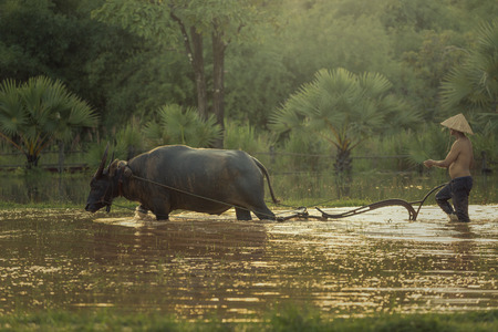 Thailand Asian,Farmer Working By using buffalo to plow rice.の写真素材