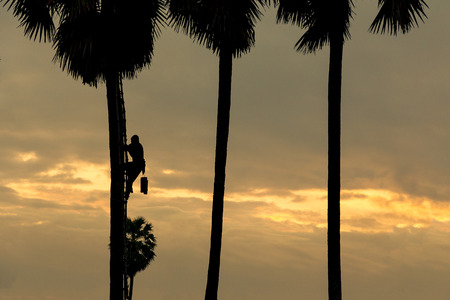 Asia,Thailand, The man  toddy palm climber in Ayutthaya. It's a dying profession because they only make 10 baht for 1 litre of toddy palm juice collected over a period of time.の写真素材