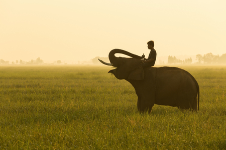 Elephant and mahout mid morning all was green.の写真素材