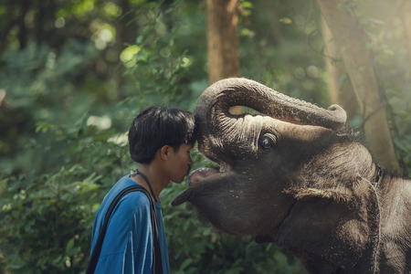 Kiss me The expression of love of elephants and mahouts are lovely.の写真素材